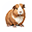 cobai cobai
